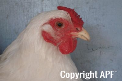 the_spotted_egg___bantam_wyandotte___hen___white___5.jpg