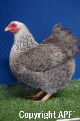 the_spotted_egg___bantam_wyandotte___pullet___silver_crele___1.jpg