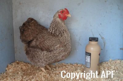 the_spotted_egg___bantam_wyandotte___pullet___silver_crele___2.jpg