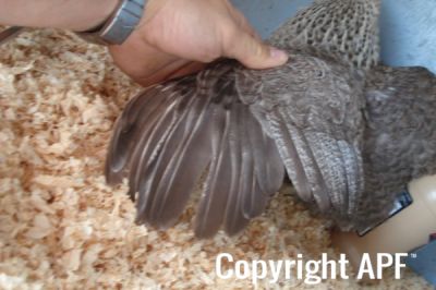 the_spotted_egg___bantam_wyandotte___pullet___silver_crele___3.jpg