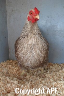 the_spotted_egg___bantam_wyandotte___pullet___silver_crele___4.jpg