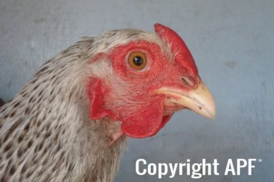 the_spotted_egg___bantam_wyandotte___pullet___silver_crele___5.jpg