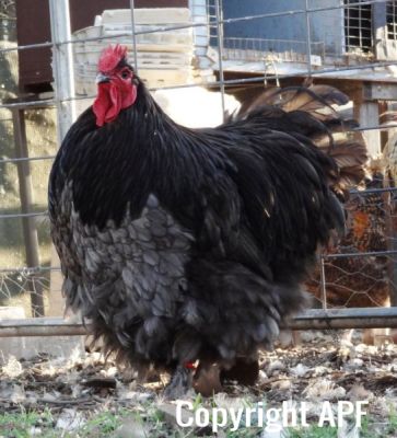 the_spotted_egg___large_orpington___cockerel___blue___1.jpg