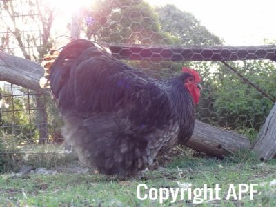 the_spotted_egg___large_orpington___cockerel___blue___2.jpg