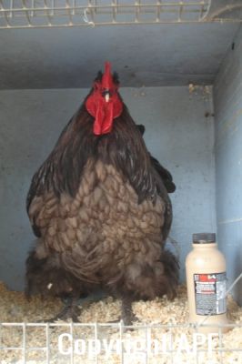 the_spotted_egg___large_orpington___cockerel___blue___4.jpg