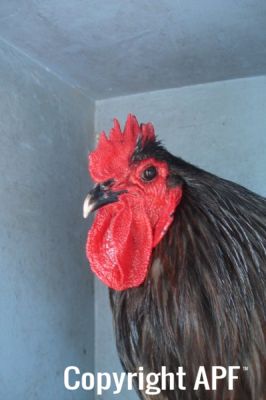 the_spotted_egg___large_orpington___cockerel___blue___5.jpg