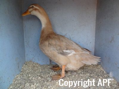 the_spotted_egg___large_saxony___old_duck___1.jpg