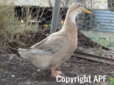 the_spotted_egg___large_saxony___old_duck___2.jpg
