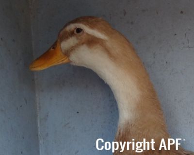 the_spotted_egg___large_saxony___old_duck___5.jpg