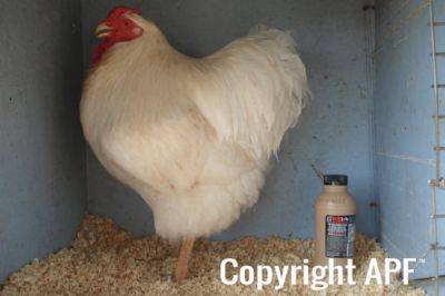 the_spotted_egg___large_wyandotte___cock___white___1.jpg