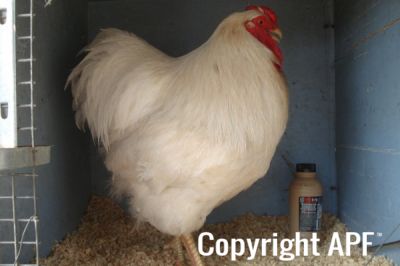 the_spotted_egg___large_wyandotte___cock___white___2.jpg