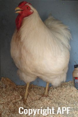 the_spotted_egg___large_wyandotte___cock___white___4.jpg