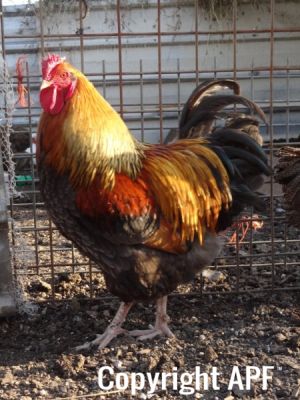the_spotted_egg___large_wyandotte___cockerel___blue_partridge___1.jpg