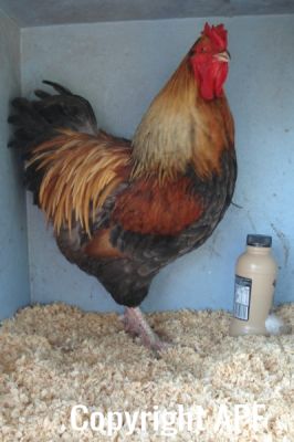 the_spotted_egg___large_wyandotte___cockerel___blue_partridge___2.jpg