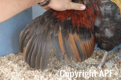 the_spotted_egg___large_wyandotte___cockerel___blue_partridge___3.jpg