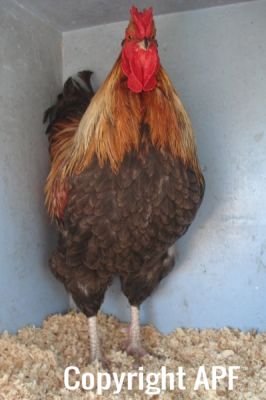 the_spotted_egg___large_wyandotte___cockerel___blue_partridge___4.jpg