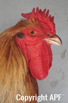 the_spotted_egg___large_wyandotte___cockerel___blue_partridge___5.jpg