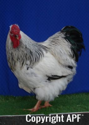 the_spotted_egg___large_wyandotte___cockerel___columbian___1.jpg