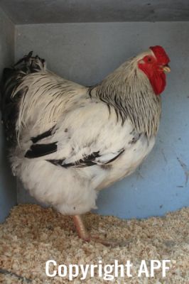 the_spotted_egg___large_wyandotte___cockerel___columbian___2.jpg