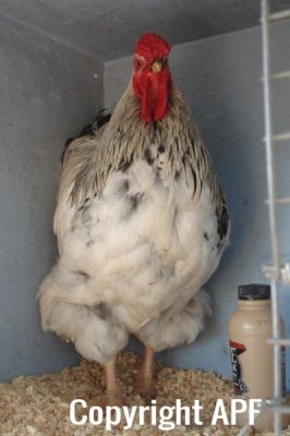 the_spotted_egg___large_wyandotte___cockerel___columbian___4.jpg
