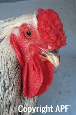 the_spotted_egg___large_wyandotte___cockerel___columbian___5.jpg