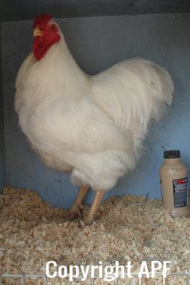the_spotted_egg___large_wyandotte___cockerel___white___1.jpg