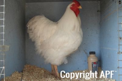 the_spotted_egg___large_wyandotte___cockerel___white___2.jpg