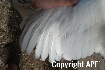 the_spotted_egg___large_wyandotte___cockerel___white___3.jpg