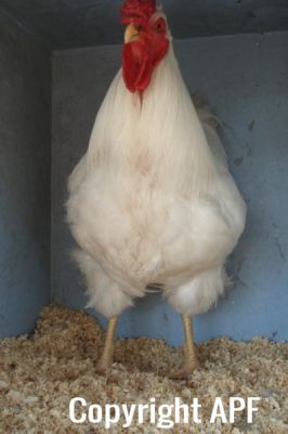 the_spotted_egg___large_wyandotte___cockerel___white___4.jpg