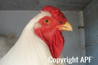 the_spotted_egg___large_wyandotte___cockerel___white___5.jpg
