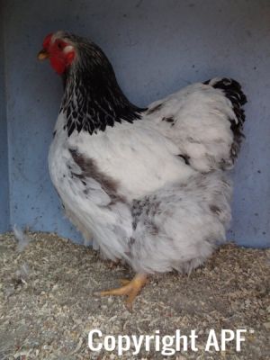 the_spotted_egg___large_wyandotte___pullet___columbian___1.jpg