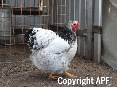 the_spotted_egg___large_wyandotte___pullet___columbian___2.jpg