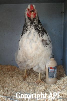 the_spotted_egg___large_wyandotte___pullet___columbian___4.jpg
