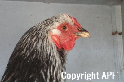 the_spotted_egg___large_wyandotte___pullet___columbian___5.jpg