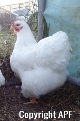 the_spotted_egg___large_wyandotte___pullet___white___1.jpg