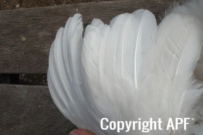 the_spotted_egg___large_wyandotte___pullet___white___3.jpg