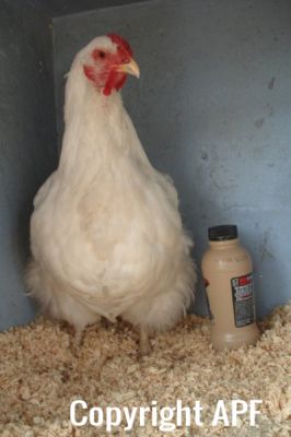 the_spotted_egg___large_wyandotte___pullet___white___4.jpg