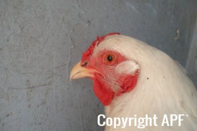 the_spotted_egg___large_wyandotte___pullet___white___5.jpg