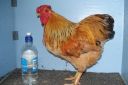 bantam_wyandotte_-_buff_columbian_cock-_left.jpg