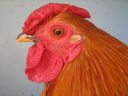 bantam_wyandotte_-_buff_columbian_cock_-_head.jpg