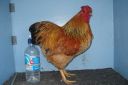 bantam_wyandotte_-_buff_columbian_cock_-_right.jpg