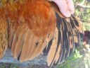 bantam_wyandotte_-_buff_columbian_cock_-_wing.jpg