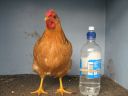 bantam_wyandotte_-_buff_columbian_pullet_-_front.jpg