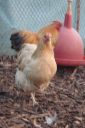 bantam_wyandotte_-_buff_columbian_pullet_-_front2.jpg