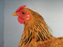 bantam_wyandotte_-_buff_columbian_pullet_-_head.jpg
