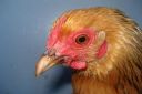 bantam_wyandotte_-_buff_columbian_pullet_-_head2.jpg