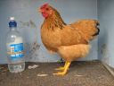 bantam_wyandotte_-_buff_columbian_pullet_-_left.jpg