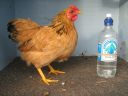bantam_wyandotte_-_buff_columbian_pullet_-_right.jpg