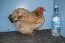 bantam_wyandotte_-_buff_columbian_pullet_-_right2.jpg