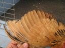 bantam_wyandotte_-_buff_columbian_pullet_-_wing.jpg